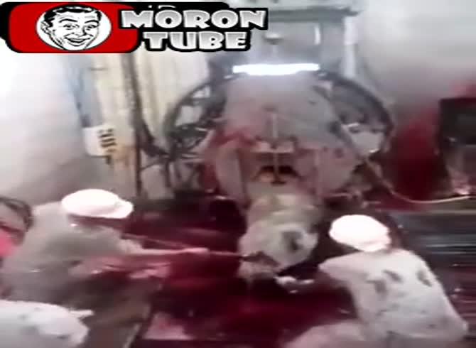 Video :A terrible method of killing a cow (warning to the audience)